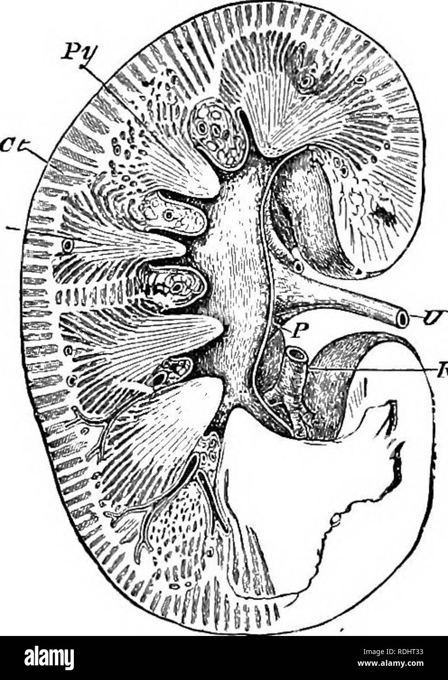 . A text-book in general physiology and anatomy. Physiology, Comparative; Anatomy. 368 EXCRETION M ^ opening. Unlike the skin, the action of these bodies is purely excretory, and to them is due the purification of the blood. Structure of the kidney.— The ordinary lamb's kidney which may be obtained from the butcher serves well to demonstrate the structm-e of this important organ. Removing the fat from the outside we find the reddish- brown kidney within, still surrounded with a trans- parent membrane or capsule. This membranous capsule is called the renal capsule. Remove this and we have the k Stock Photo