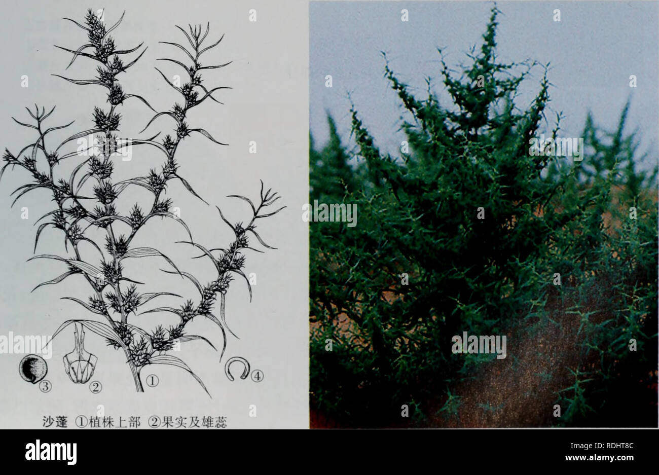 E Er Duo Si Zhi Wu Zhi Botany 11 Ae E A Agriophyllum M Bieb A A Ceae Aec C I A Aºe ei A Ae Aee ec Ae Aºci Ae Aeaea Aei A C I A Ei A 3e A Ae A Eae Aºc C C I A Eci E C C Aeai E A Ae I Acaºee A I E E C1 5i Ac I Ee I C C Aeae Ea I E C A Ec Aee