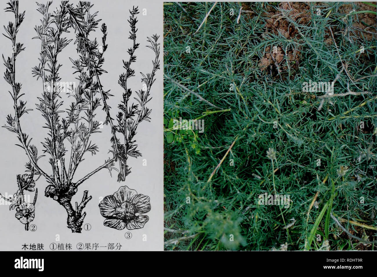 E Er Duo Si Zhi Wu Zhi Botany Ea A Ae Ae C C A Eerduosizhiwuzhi 6 A E A Kochia Roth A A Ceae Aeacae I E Cµ C A A Ae Aeaeae I C Ae Ae Aea Aaei Aec A Aa Aºci Ae Aeae A I A Ae Aeeae I Ae Ae I Acaec Caºa E I Aºaea Aeaee Ae Aea Ecc C C E Aºi E E Ca Aa A Aeae A I Ae E I E E C5