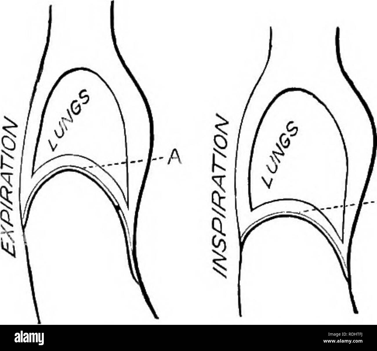 Upper chest muscles anatomy hires stock photography and images Alamy