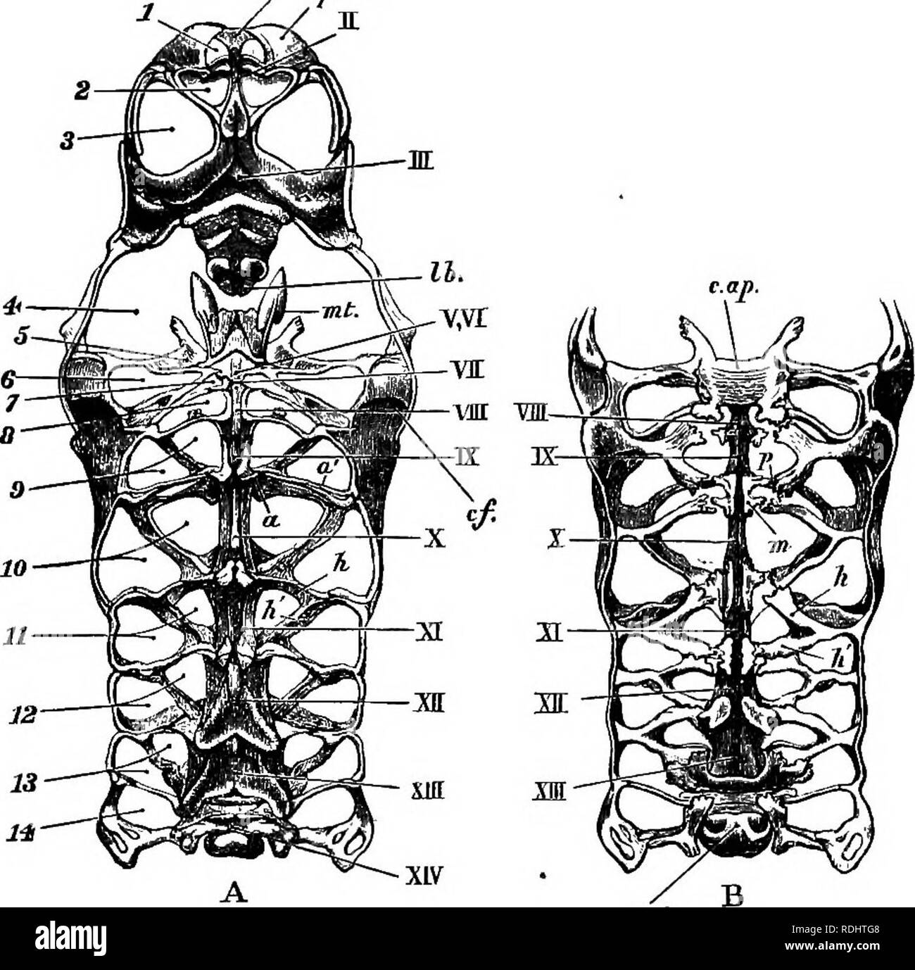 . The crayfish : an introduction to the study of zoology . Crayfish. THE CEPHALOTHOEAX. 153 which lie immediately in front of the hijidermost, there is a smaU round aperture for the attachment of the ^ epnJ.. XW Fig. 39.—AstacusfluviatiU.i.—The cephalothoracio sterna and the endo- phragmal system (x 2). A, from beneath ; £, from ahove. a, a', arthrophragms or partitions between the articular cavities for the limbs ; cop, cephalic apodeme ; c/, cervical fold ; cpn. 1, epimeronof the antennulary somite; k, anterior, and 7t', posterior horizontal process of endopleurite: lb, labrum ; m, mesophrag Stock Photo