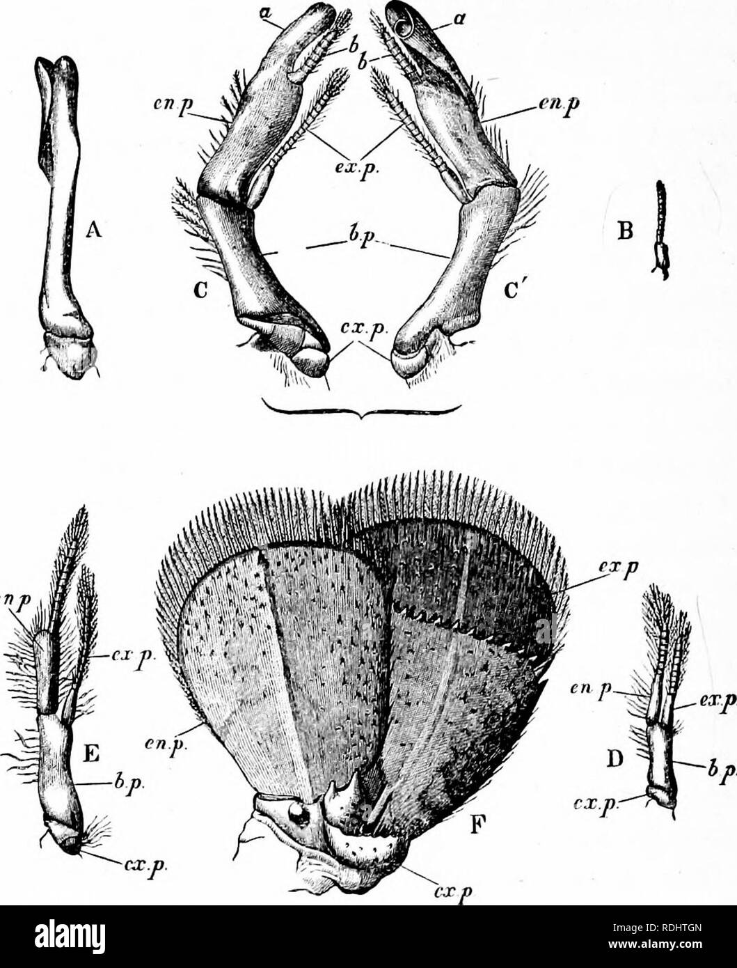. The crayfish : an introduction to the study of zoology . Crayfish. Fig. 37.—Adaens flimatiUs.—Appendages of the left side of the abdo- men ( x 3). A, the posterior face of the first appendage of the male ; B, the same of the female ; C, posterior, and C, anterior faces of the second appendage of the male ; D, the third appendage of tl e male; E, the same of the female ; F, the sixth appendage, a, the rolled plate of the endopoditi • h, the jointed extremity of the same ; bp., basipodite ; cx.p., coxopodite ; vn.p., endopodite ; ex.p., exopodite.. Please note that these images are extracted f Stock Photo