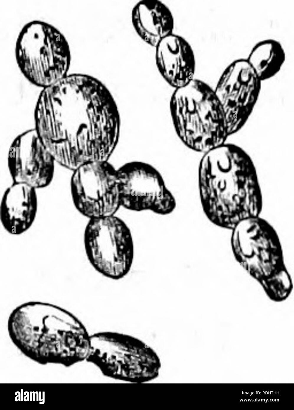 . Microbes, ferments and moulds . Bacteria; Fungi; Fermentation. FERMENTS AND ABTIFICIAL FERMENTATIONS. 79 all the ferments, and may be regarded as the type of the family. Its cells are round or o'^al, from eight to nine micro-millimetres in their longest diameter, isolated or united in pairs (Fig. 35). When these cells are â deposited in a saccharine liquid, which is therefore susceptible to fermentation, vesicular swellings, filled with protoplasm at the expense of the mother cell, may be observed at one. Please note that these images are extracted from scanned page images that may have been Stock Photo