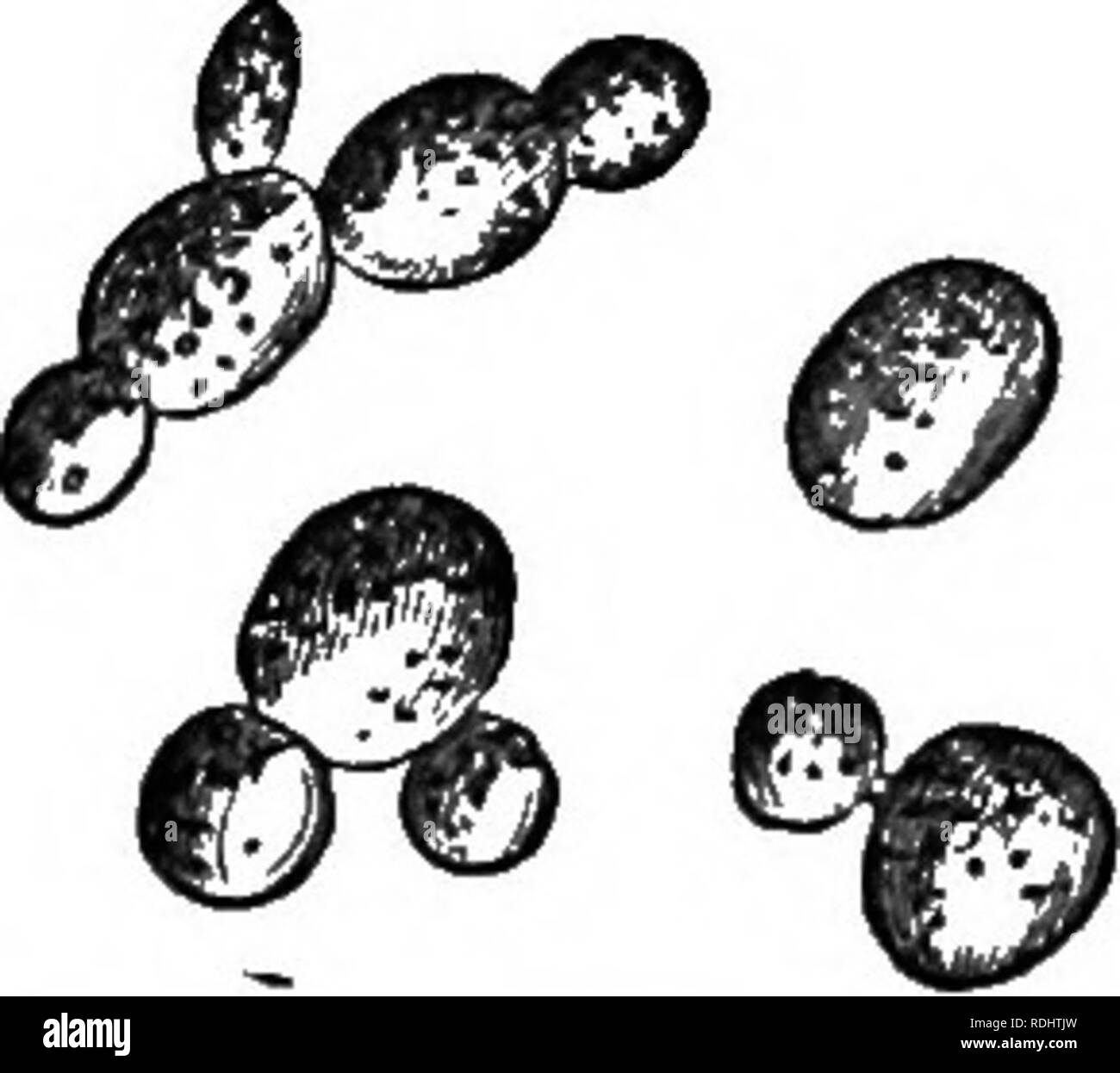 Microbes Ferments And Moulds Bacteria Fungi Fermentation Ferments And Artificial Fermentations 71 Chemists Were At First Unwilling To Admit The Important Part Played By Yeast In Fermentations And In Order