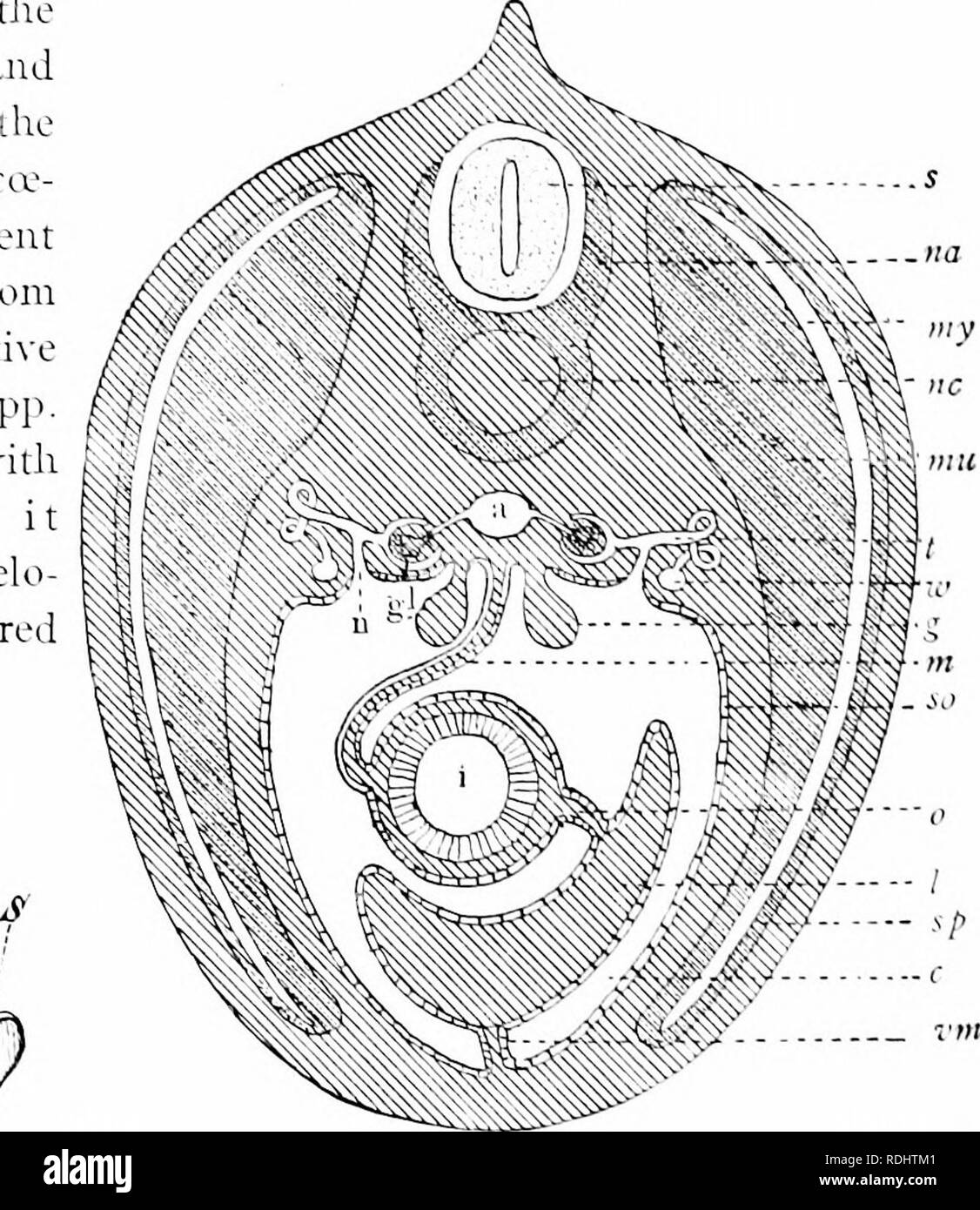 . A manual of zoology. Zoology. Fig. 534. Fio. :;^4.—Ear bones of man ^from ^ icdcrshcini'l. A. incus; /f, malleus, ,S&quot;, Fic. stapes. Fig. So^-—Section of vertebrate in abdominal region, a, dorsal aorta; 1&quot;, eu-lom; iy, tronad; 1;/, glomerulus; /, iligesti&quot;e tract; /, liver; ;;/, mesenter ; tun, tnuseubir pari of mvtoomes; »m'. its cirlom (mvoea-lrV n. omentum; .s, spinal cord; so. sp. somatic and splancltnic cpithelia; t, ncphridial tubule; ;'»/, ventral mesentery, -.e, 'oltlian duct. outgrowths from the archenterori, it follows that at first the two cavities must be .sepa Stock Photo