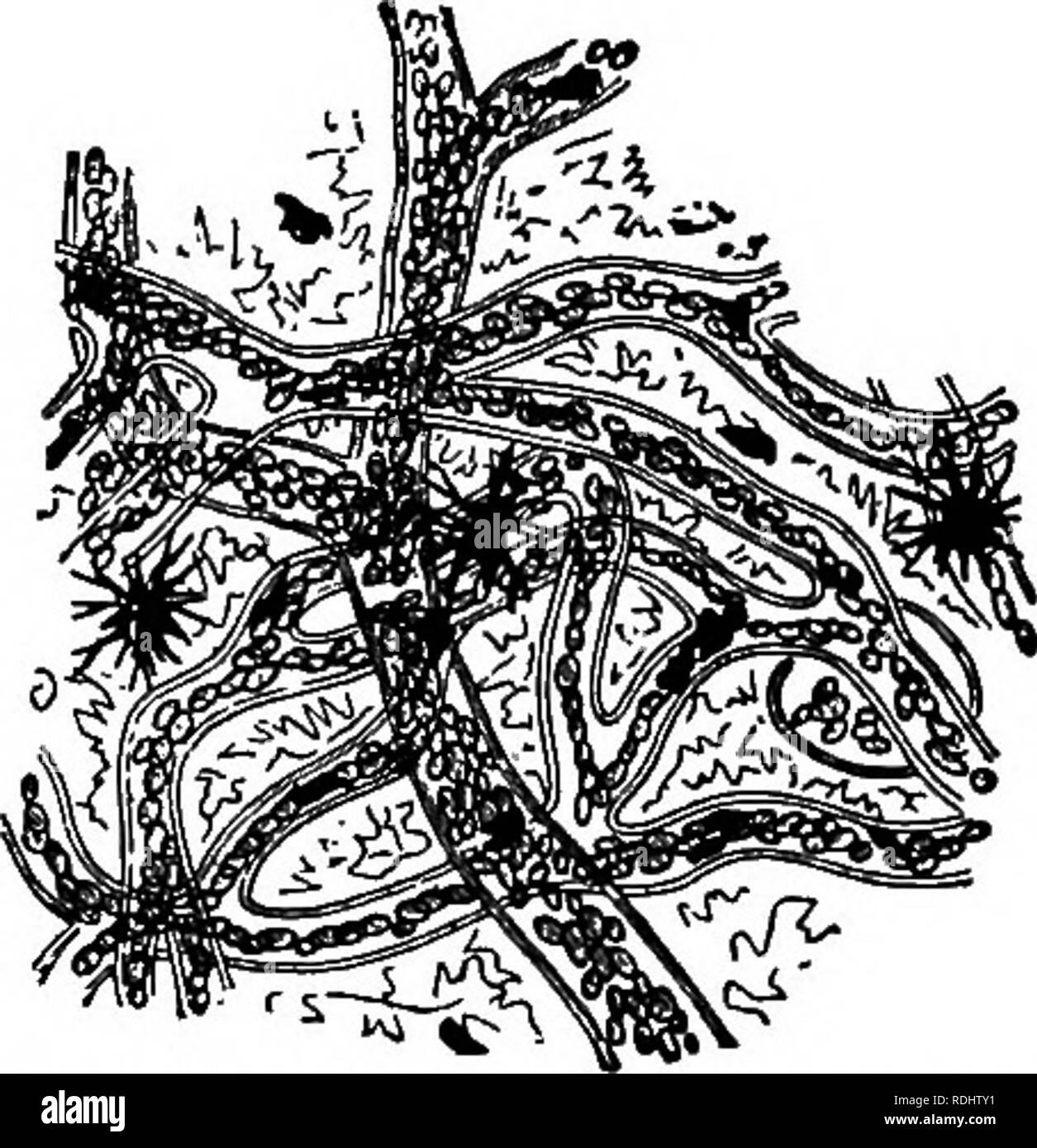 Elementary biology, animal and human. Biology. Fig. 82. — Network of cap- illaries connecting an ar- tery and a vein.. Fig. 83. - - Capillaries in web of frog's foot. 85. Elementary biology, animal and human. Biology. Fig. 82. — Network of cap- illaries connecting an ar- tery and a vein.. Fig. 83. - - Capillaries in web of frog's foot. 85.