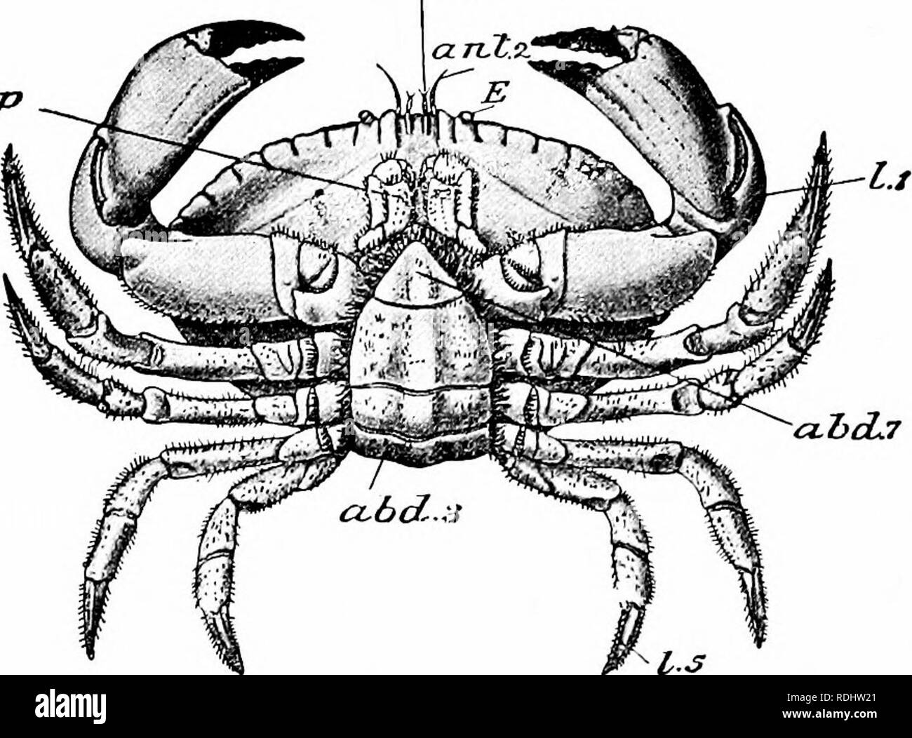 . A manual of zoology. a.Tvt.i rnazp. Fig. 131.—Cancer pagurus. A, dorsal: T&gt;, ventral aspect, aid. /, antennule; ant, 2, antenna; abd. /, abd. 3, abd. 7, abdominal segments; E, eye-stalk; /. /, /. Si legs; mxp. 3, third maxillipedes. fA, after Bell.). Please note that these images are extracted from scanned page images that may have been digitally enhanced for readability - coloration and appearance of these illustrations may not perfectly resemble the original work.. Parker, T. Jeffery (Thomas Jeffery), 1850-1897; Haswell, William A. (William Aitcheson), 1854-1925. New York, The Macmillan Stock Photo