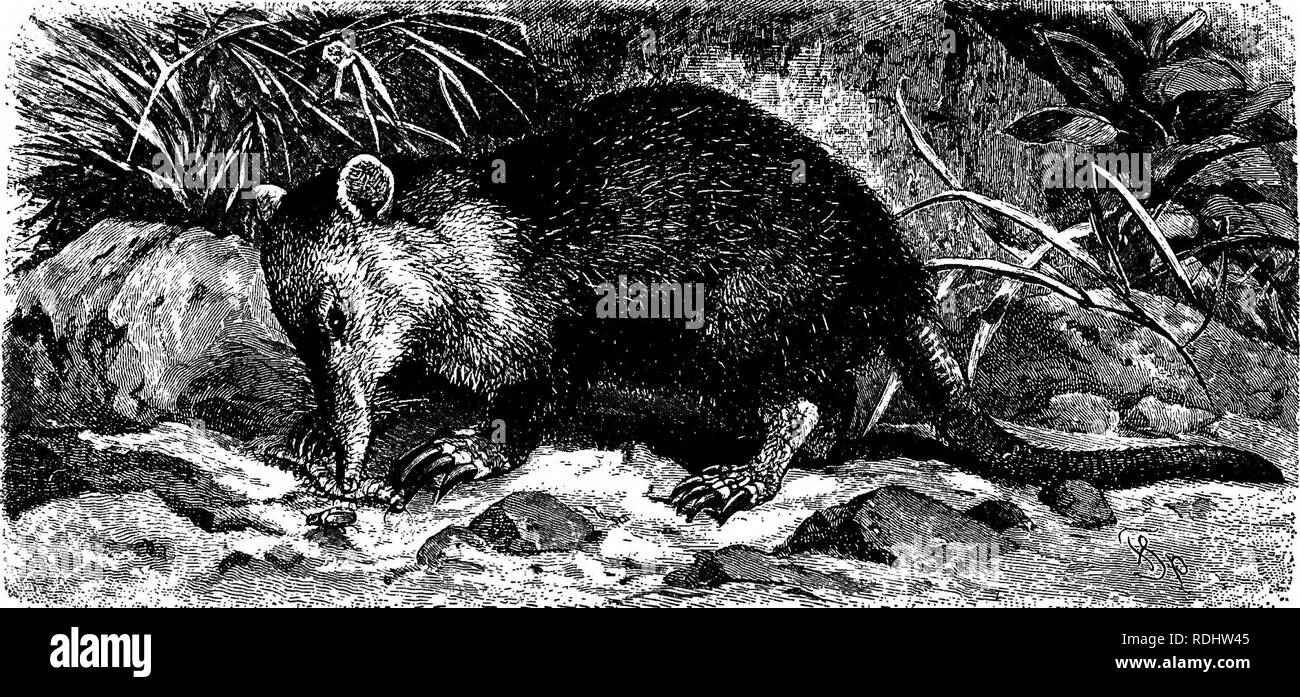 The animals of the world. Brehm's life of animals;. Mammals. THE lAHBEC. This animal has its principal home in Madagascar, so famous as the home o£ strange forms of animal life. The animals of the world. Brehm's life of animals;. Mammals. THE lAHBEC. This animal has its principal home in Madagascar, so famous as the home o£ strange forms of animal life.