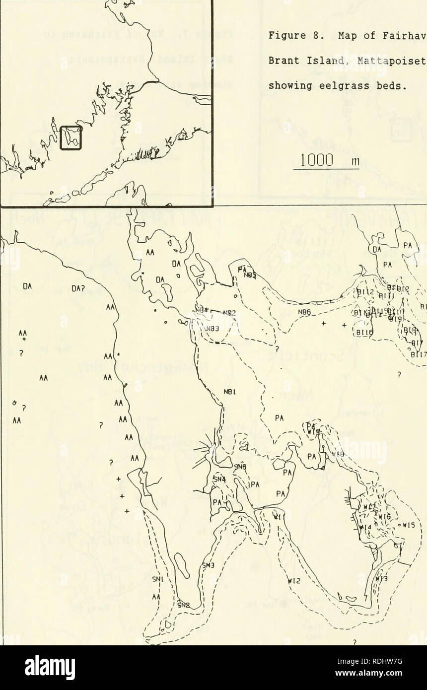 . Eelgrass in Buzzards Bay : distributation, production, and historical changes in abundance. Zostera marina; Seagrasses -- Massachusetts Buzzards Bay (Bay). 163 Figure 8. Map of Fairhaven to Brant Island, Mattapoisett showing eelgrass beds.. MAP COORDINATES 342.5 349.5 604 611. Please note that these images are extracted from scanned page images that may have been digitally enhanced for readability - coloration and appearance of these illustrations may not perfectly resemble the original work.. Costa, Joseph Edward, 1958-; United States. Environmental Protection Agency; Buzzards Bay Project ( Stock Photo