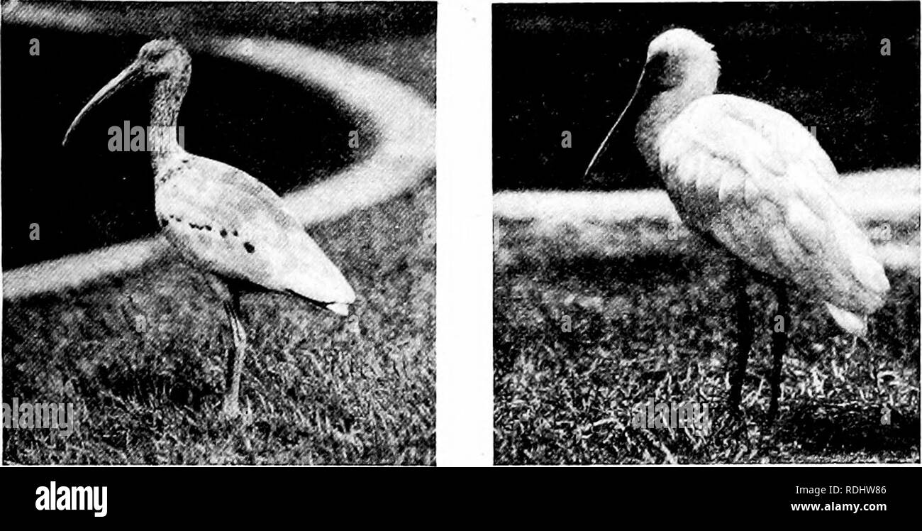 . Popular official guide to the New York Zoological Park. New York Zoological Park. NEW YORK ZOOLOGICAL PARK. 137. WHITE-FACED GLOSSY IBIS. ROSEATE SPOONBILL. Fortunately, this remarkable bird takes kindly to captivity, and the Zoological Park is never without a good-sized flock. Their strange form, showy colors and droll attitudes render them unusually interesting to visitors. &quot;With the birds of the above species are shown a few speci- mens of the European Flamingo, (P. roseus), which is al- most white. The only parts which show the characteristic scarlet of this genus, are the wing cove Stock Photo