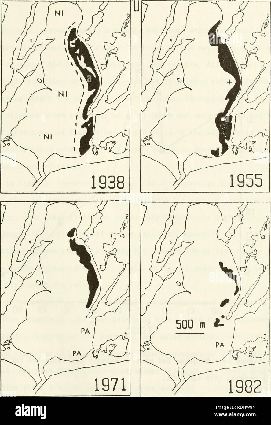. Eelgrass in Buzzards Bay : distributation, production, and historical changes in abundance. Zostera marina; Seagrasses -- Massachusetts Buzzards Bay (Bay). 108. Figure 18. Eelgrass cover on the eastern shore of Waqnoit Bay during four periods. Only vegetation within the dashed line (top l^^fir) was mapped. By 1987, all large patches of vegetation on the east ?hore disappeared.. Please note that these images are extracted from scanned page images that may have been digitally enhanced for readability - coloration and appearance of these illustrations may not perfectly resemble the original wor Stock Photo