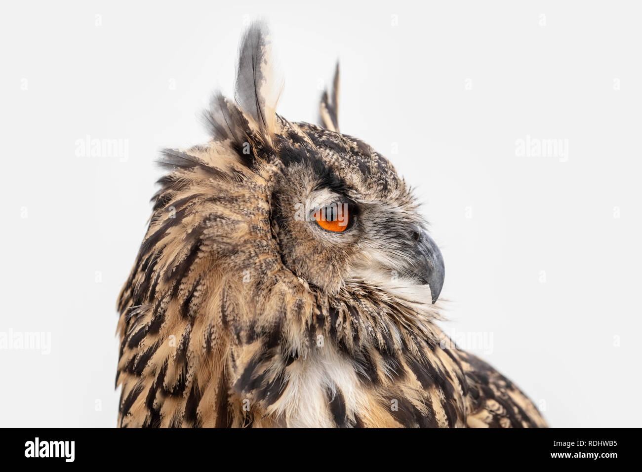 The Netherlands, Loosdrecht, Eagle-owl (Bubo bubo). Portrait. Controlled conditions. Stock Photo