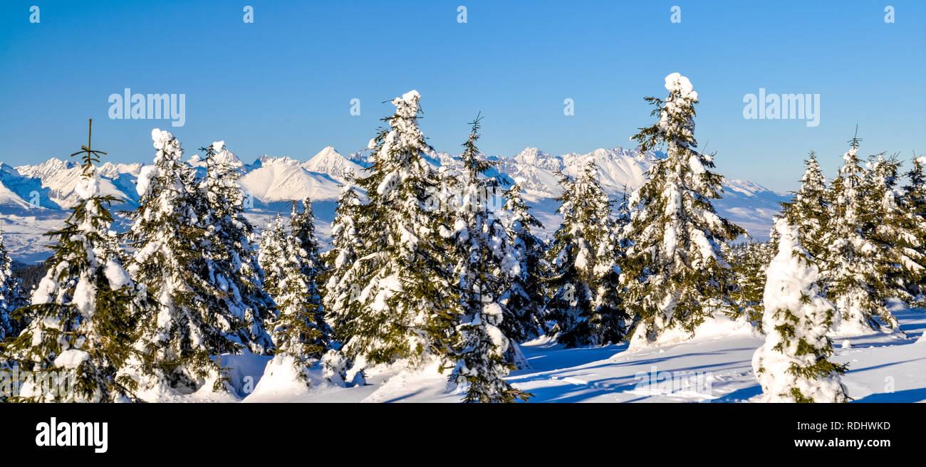 Picturesque winter panorama of forest covered by snow in mountains of Slovakia. Stock Photo