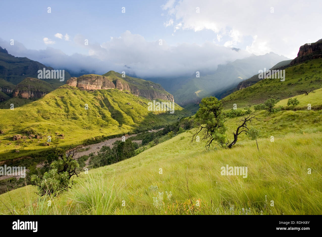Montane grasslands and proteas stand out bright green in a Drakensberg landscape as the sun breaks through the cloudy sky in Royal Natal National Park Stock Photo