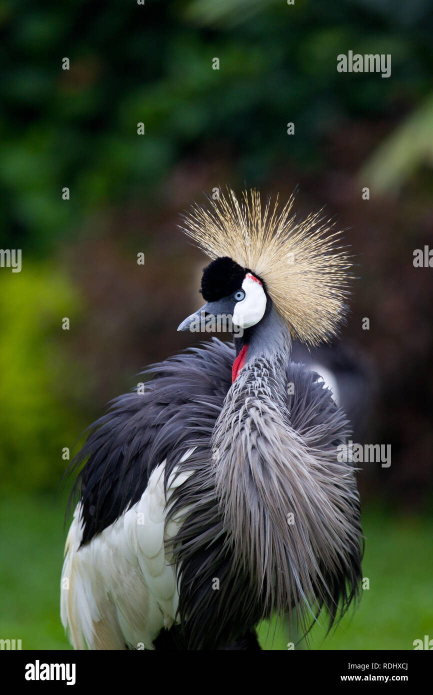 A Grey Crowned Crane, Balearica regulorum, is an attractive inhabitant of a hotel garden on the shores of Lake Kivu in Goma, North Kivu, DRC. Stock Photo