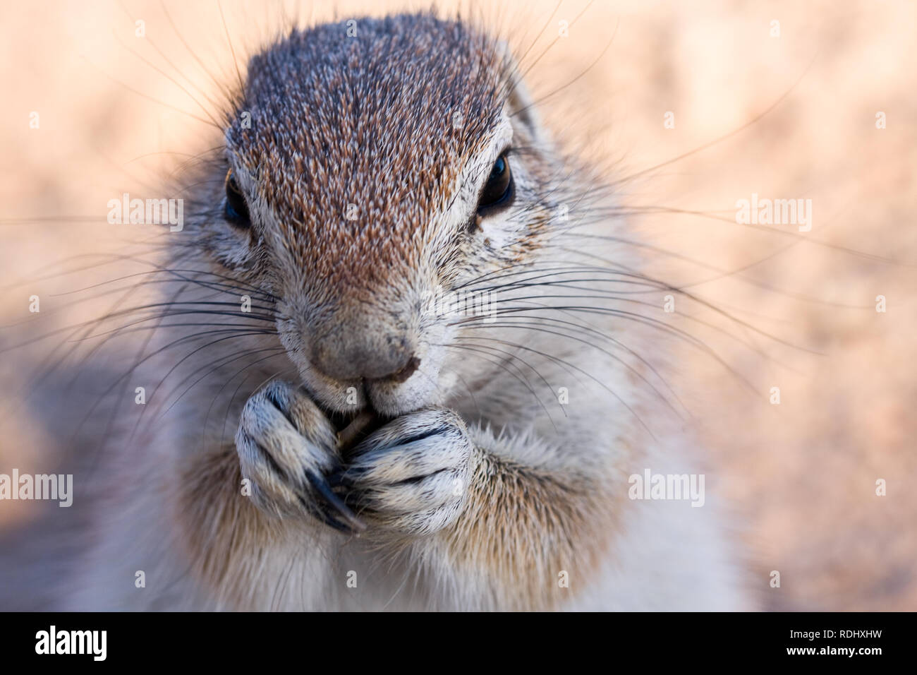 Cape ground squirrels don't hoard food and must forage daily like this squirrel in the Kgalagadi Transfrontier Park, in Botswana and South Africa Stock Photo