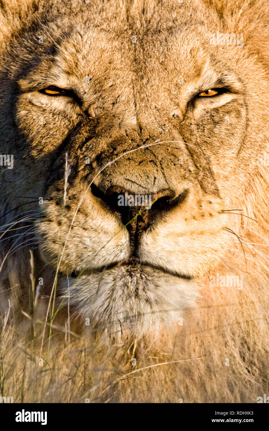 A lion, Panthera leo, squints in the bright Kalahari sunlight of the Kgalagadi Transfrontier Park, spanning Botswana and South Africa Stock Photo