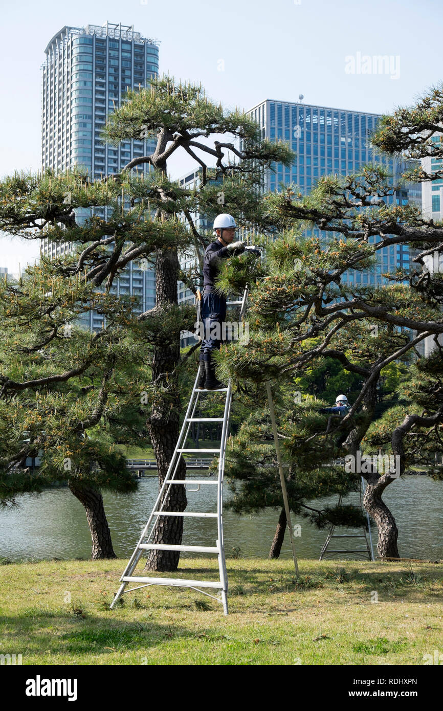 Japan, Honshu Island, Tokyo: gardener taking care of pine trees at Hamarikyu Gardens, one of TokyoÕs oldest gardens, in the district of Tsukiji *** Lo Stock Photo