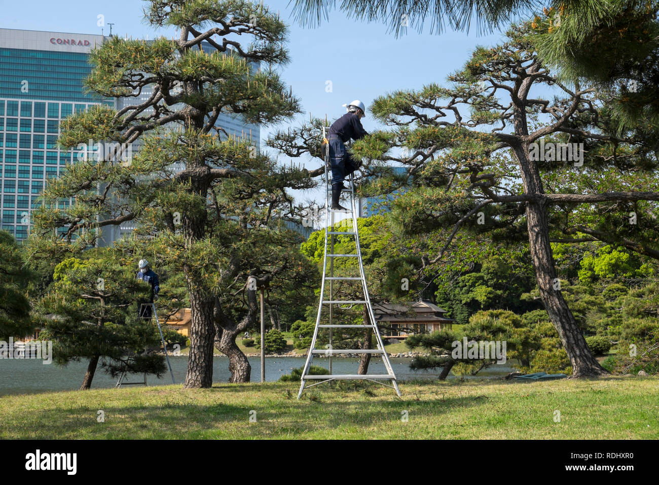Japan, Honshu Island, Tokyo: gardeners taking care of pine trees at Hamarikyu Gardens, one of TokyoÕs oldest gardens, in the district of Tsukiji *** L Stock Photo