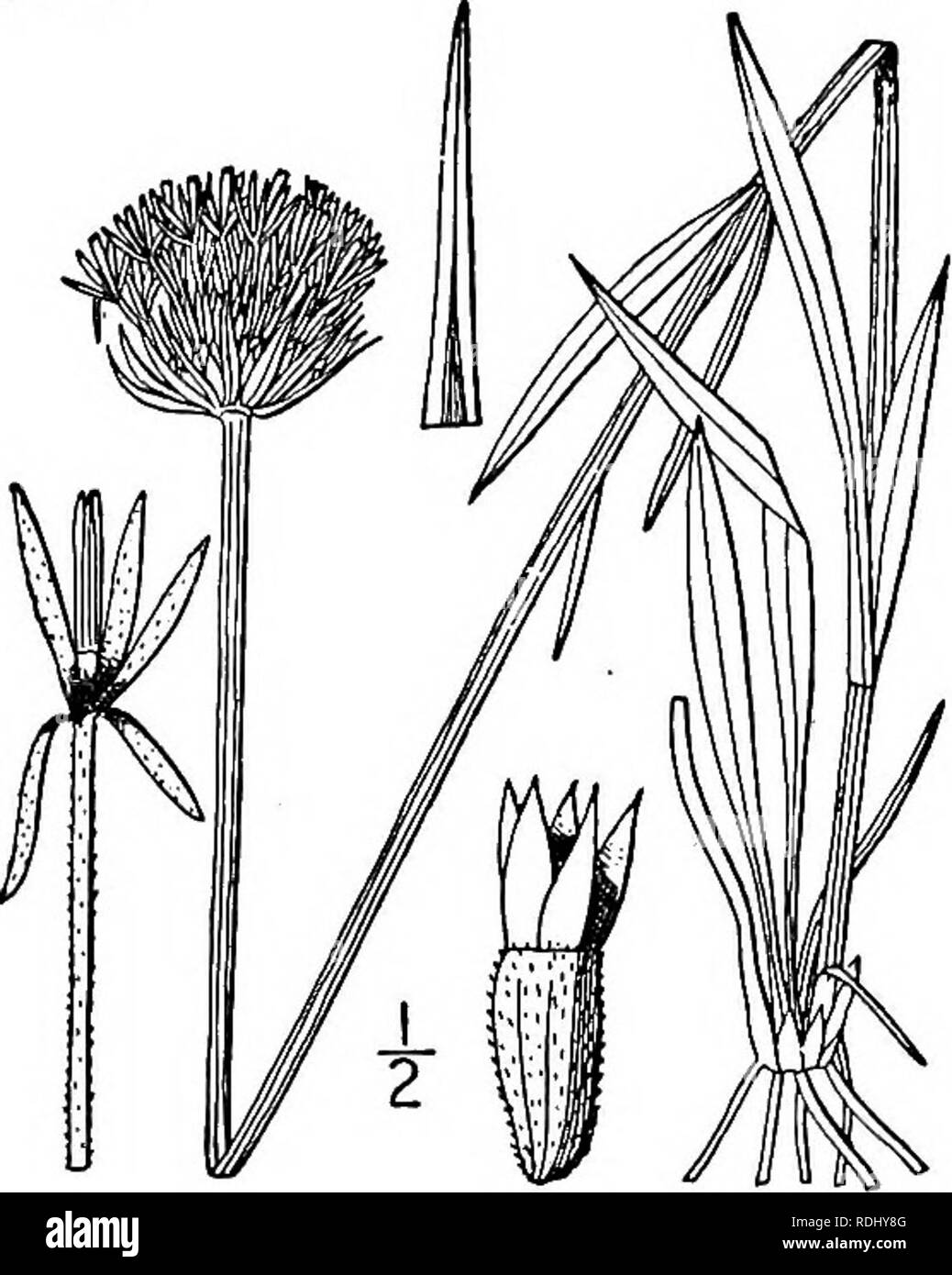 . An illustrated flora of the northern United States, Canada and the British possessions, from Newfoundland to the parallel of the southern boundary of Virginia, and from the Atlantic Ocean westward to the 102d meridian. Botany; Botany. Genus 76. THISTLE FAMILY. 503 Leaves ovate, oval, or ovate-lanceolate, 3-nerved. Leaves linear, lanceolate, or the basal spatulate, or obovate. Chaff of the receptacle linear; leaves linear; western. Chaff of the receptacle broader; leaves obovate to lanceolate; eastern i. Marshallia trinervia (Walt.) Porter. Broad- leaved Marshallia. Fig. 4524. Athanasia trine Stock Photo