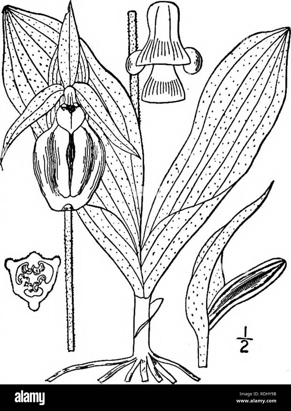 . An illustrated flora of the northern United States, Canada and the British possessions, from Newfoundland to the parallel of the southern boundary of Virginia, and from the Atlantic Ocean westward to the 102d meridian. Botany; Botany. 5. Cypripedium parvifldrum Salisb. Yellow or Downy Ladies'-slipper. Fig. 1358- C. parviflorum Salisb. Trans. Linn. Soc. 1: 77. 1791. C. pubescens Willd. Sp. PI. 4: 143. 1805. Stems leafy, l°-2l&quot; high. Leaves oval or elliptic, 2'-6' long, 1F-3' wide, acute or acumi- nate ; sepals ovate-lanceolate, usually longer than the lip, yellowish or greenish, striped  Stock Photo
