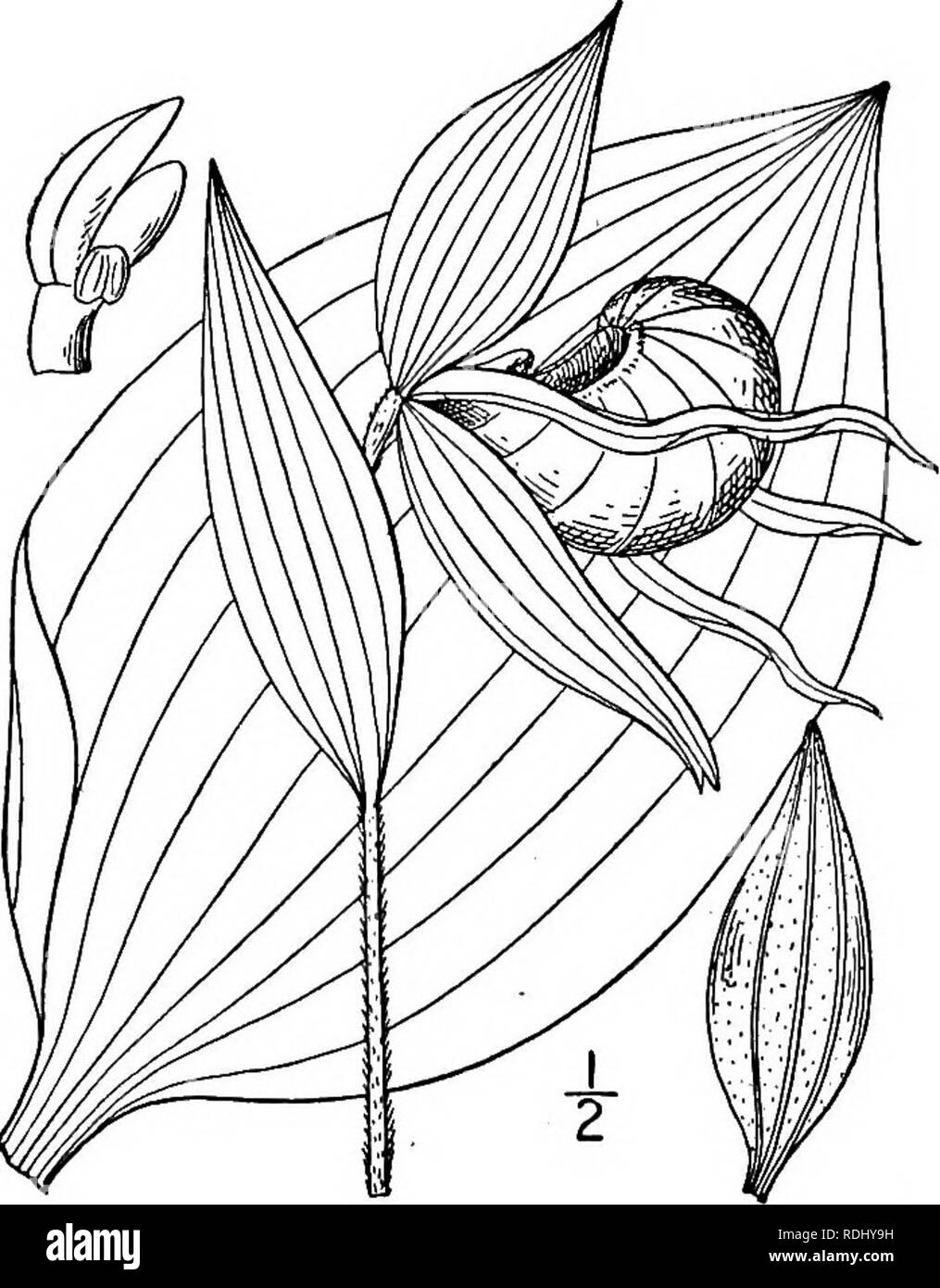 . An illustrated flora of the northern United States, Canada and the British possessions, from Newfoundland to the parallel of the southern boundary of Virginia, and from the Atlantic Ocean westward to the 102d meridian. Botany; Botany. 55° ORCHIDACEAE. Vol. I.. 5. Cypripedium parvifldrum Salisb. Yellow or Downy Ladies'-slipper. Fig. 1358- C. parviflorum Salisb. Trans. Linn. Soc. 1: 77. 1791. C. pubescens Willd. Sp. PI. 4: 143. 1805. Stems leafy, l°-2l&quot; high. Leaves oval or elliptic, 2'-6' long, 1F-3' wide, acute or acumi- nate ; sepals ovate-lanceolate, usually longer than the lip, yello Stock Photo