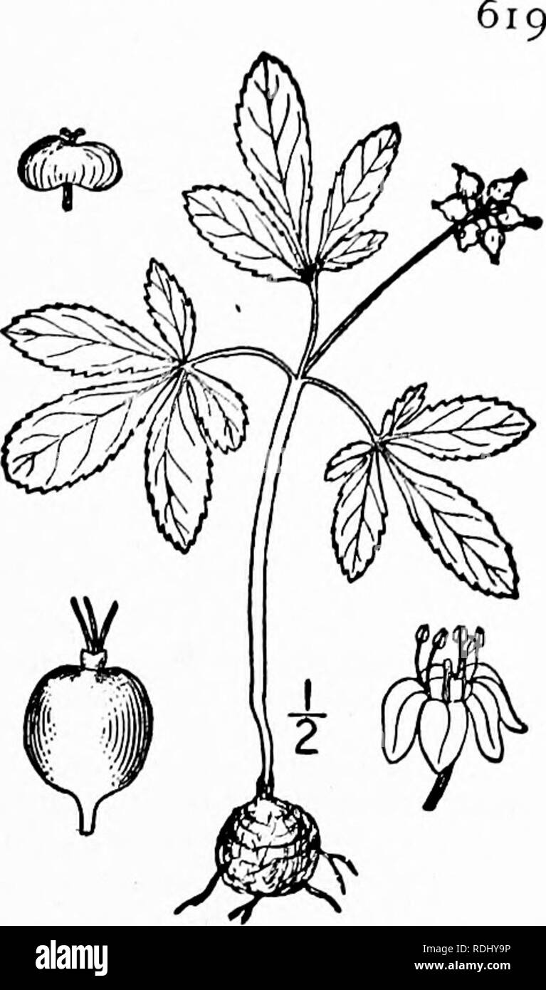 . An illustrated flora of the northern United States, Canada and the British possessions, from Newfoundland to the parallel of the southern boundary of Virginia, and from the Atlantic Ocean westward to the 102d meridian. Botany; Botany. Genus 2. GINSENG FAMILY.. 2. Panax trifolium L. Dwarf Ginseng or Ground- nut. Fig. 3094. Panax trifolium L. Sp. PI. 1059. 1753. Ginseng trifolium Wood, Bot. &amp; Flor. 142. 1873. Glabrous, s'-S' high. Root globose, deep, about ¥ in diam- eter, pungent to the taste; petioles ¥-2' long; leaflets 3-5, oval to oblanceolate, sessile, obtuse, usually narrowed at the Stock Photo