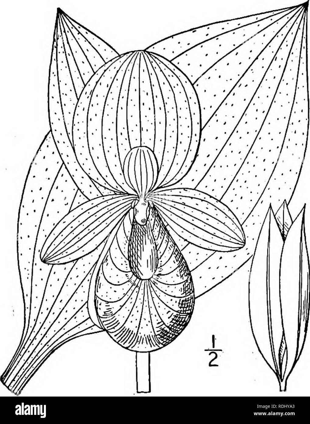 . An illustrated flora of the northern United States, Canada and the British possessions, from Newfoundland to the parallel of the southern boundary of Virginia, and from the Atlantic Ocean westward to the 102d meridian. Botany; Botany. 3. Cypripedium reginae Walt. Showy Ladies'-slipper. Fig. 1356. fC. hirsutum Mill. Gard. Diet. Ed. 8, no. 3. 1768. Cypripedium reginae Walt. Fl. Car. 222. 1788. Cypripedium album Ait. Hort. Kew. 3: 303. 1789. Cypripedium spectabile Salisb. Trans. Linn. Soc. 1: 78. 1791. Stem stout, villous-hirsute,. i°-2j° high, leafy to the top. Leaves elliptic, acute, 3'-/ lon Stock Photo