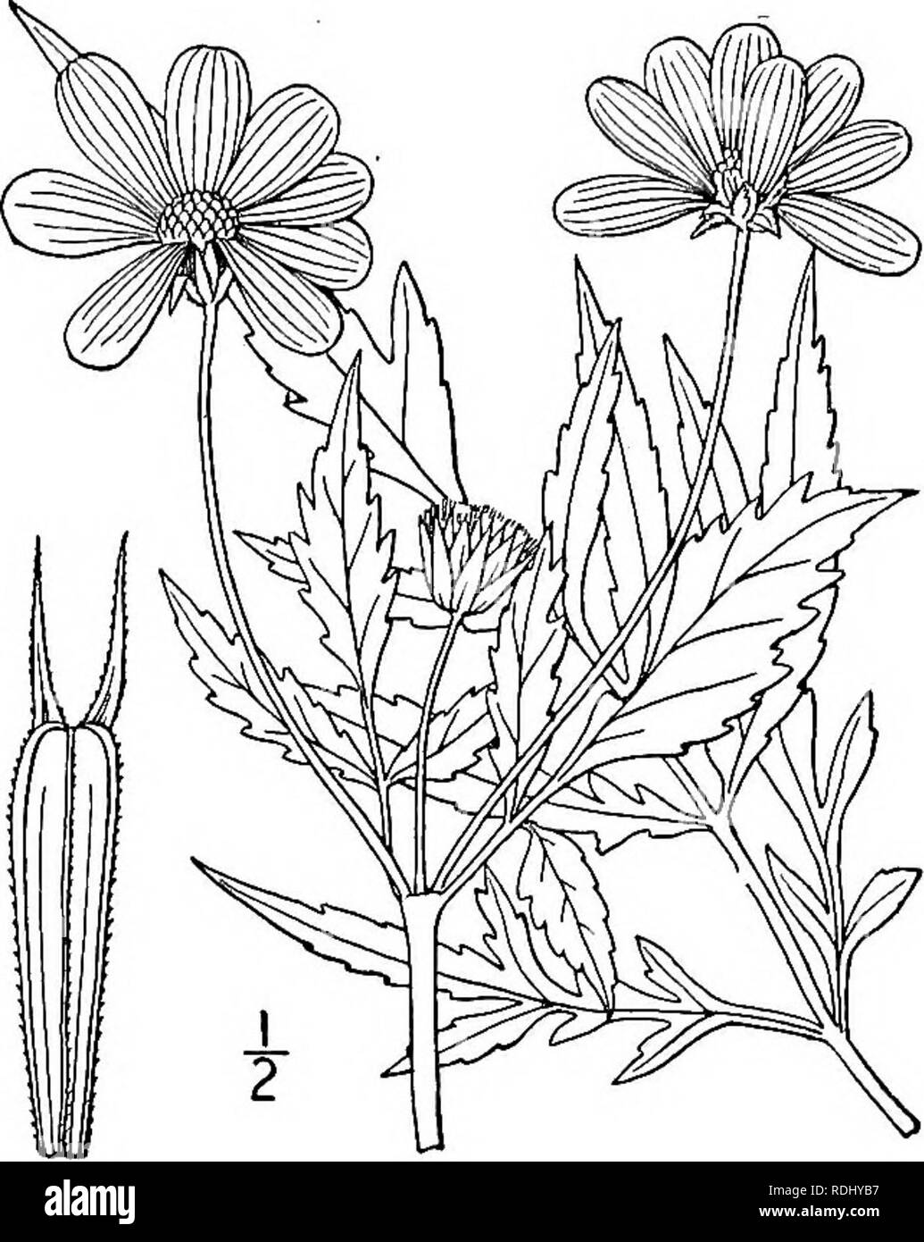 . An illustrated flora of the northern United States, Canada and the British possessions, from Newfoundland to the parallel of the southern boundary of Virginia, and from the Atlantic Ocean westward to the 102d meridian. Botany; Botany. Genus 71. THISTLE FAMILY. 499 12. Bidens aristdsa (Michx.) Britton. Western Tickseed-Sunflower. Fig. 4516. Coreopsis aristosa Michx. Fl. Bor. Am. 2: 140. 1803. C. aristata Muhl.; Willd. Sp. PI. 3: 2253. 1804. B. aristosa Britton, Bull. Torr. Club 20: 281. 1893. Annual or biennial; stem much branched, i°-3° high. Leaves thin, slender-petioled, pubescent beneath, Stock Photo