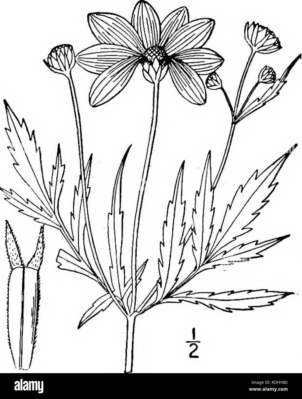 . An illustrated flora of the northern United States, Canada and the British possessions, from Newfoundland to the parallel of the southern boundary of Virginia, and from the Atlantic Ocean westward to the 102d meridian. Botany; Botany. 10. Bidens coronata (L.) Fisch. Southern Tickseed-Sunflower. Fig. 4514. Coreopsis coronata L. Sp. PI. Ed. 2, 1281. 1763. Coreopsis aurea Ait. Hort. Kew. 3: 252. 1789. Bidens coronata Fisch.; Steudel, Nom. Ed. 2, 202. 1840. Annual, glabrous or nearly so throughout; stem branched, i°-3° high. Lower leaves petioled, 3-5' long, 3-divided, the terminal segment lance Stock Photo