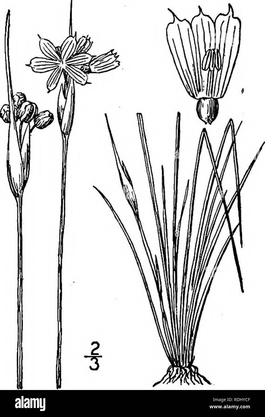 . An illustrated flora of the northern United States, Canada and the British possessions, from Newfoundland to the parallel of the southern boundary of Virginia, and from the Atlantic Ocean westward to the 102d meridian. Botany; Botany. 4. Sisyrinchium mucronatum Michx. Mich- aux's Blue-eyed Grass. Fig. 1346. S mucronatum Michx. Fl. Bor. Am. 2: 33. 1803. 5. intermedium Bicknell, Bull. Torr. Club 26: 498. 1899. More caespitose than 6&quot;. angustifolium and decidedly more slender and delicate, with smaller spathes and cap- sules, sometimes scarcely glaucescent and the spathes often bright red Stock Photo