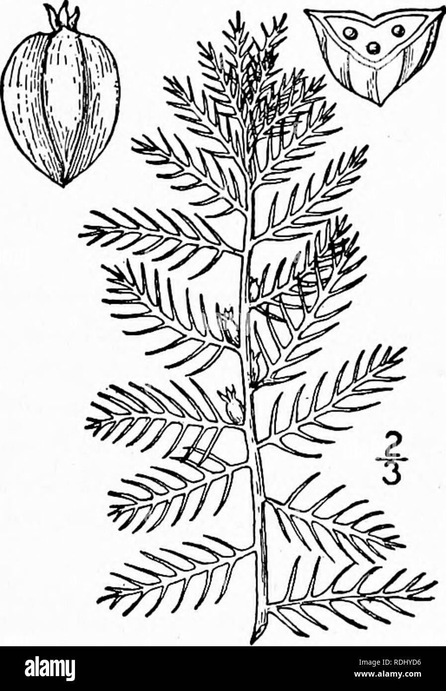 . An illustrated flora of the northern United States, Canada and the British possessions, from Newfoundland to the parallel of the southern boundary of Virginia, and from the Atlantic Ocean westward to the 102d meridian. Botany; Botany. I. Proserpinaca palustris L. Mermaid- weed. Fig. 3079. Proserpinaca palustris L. Sp. PI. 88 1753. Glabrous, simple or sometimes branched, 8'-2o' high. Em'Crsed leaves oblong or linear- lanceolate, io&quot;-2' long, I&quot;-6&quot; wide, sharply serrate, the submerged ones pectinate or pec- tinate-pinnatifid into stiff linear acute segments which are often serru Stock Photo