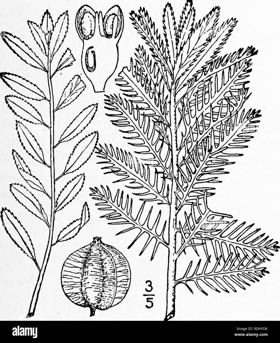 . An illustrated flora of the northern United States, Canada and the British possessions, from Newfoundland to the parallel of the southern boundary of Virginia, and from the Atlantic Ocean westward to the 102d meridian. Botany; Botany. I. Proserpinaca palustris L. Mermaid- weed. Fig. 3079. Proserpinaca palustris L. Sp. PI. 88 1753. Glabrous, simple or sometimes branched, 8'-2o' high. Em'Crsed leaves oblong or linear- lanceolate, io&quot;-2' long, I&quot;-6&quot; wide, sharply serrate, the submerged ones pectinate or pec- tinate-pinnatifid into stiff linear acute segments which are often serru Stock Photo