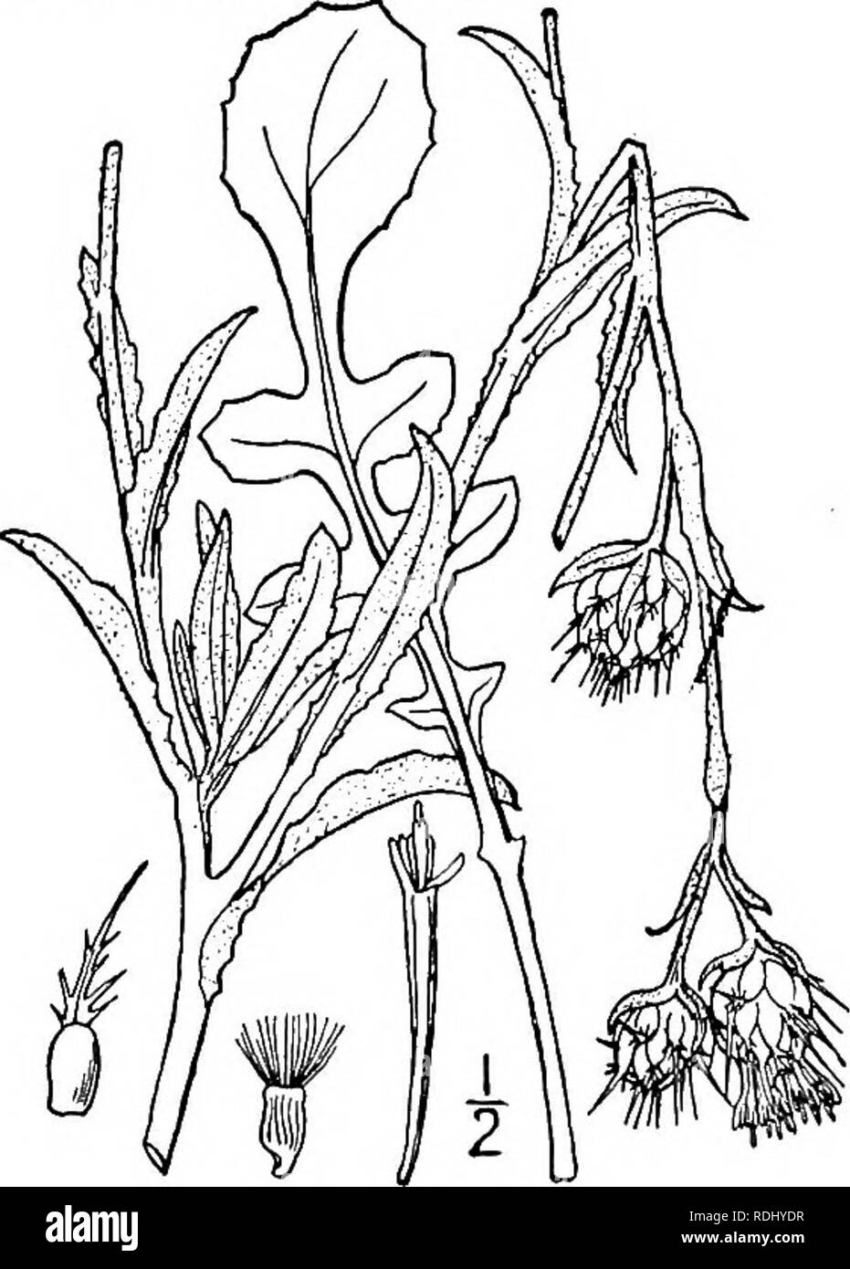 . An illustrated flora of the northern United States, Canada and the British possessions, from Newfoundland to the parallel of the southern boundary of Virginia, and from the Atlantic Ocean westward to the 102d meridian. Botany; Botany. 8. Centaurea Calcitrapa L. Star Thistle. Fig. 4663. Centaurea Calcitrapa L. Sp. PI. 917. 1753. Annual, pubescent or glabrous, green; stem much branched, not winged, i°-ii° high. Leaves 1-2-pinnatifid into oblong-lanceolate to linear, serrulate-spinulose, dentate or entire mostly acute lobes, the upper sessile and slightly clasping, the lower and basal short-pet Stock Photo