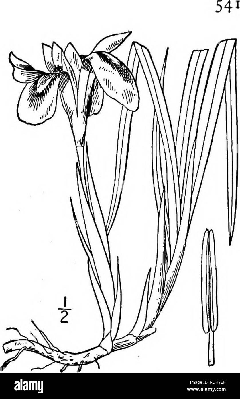 . An illustrated flora of the northern United States, Canada and the British possessions, from Newfoundland to the parallel of the southern boundary of Virginia, and from the Atlantic Ocean westward to the 102d meridian. Botany; Botany. Genus i. IRIS FAMILY. 13. Iris verna L. Dwarf or Spring Iris. Fig. 1340. Iris verna L. Sp. PI. 39. 1753- Rootstock slender. Stems 1/-3' high, usually i-flow- ered. Leaves narrowly linear, 3'-8' high, 2&quot;-$&quot; wide; flowers violet-blue or rarely white, pedicelled; perianth- segments crestless, the outer about i¥ long, obovate, narrowed into slightly pubes Stock Photo