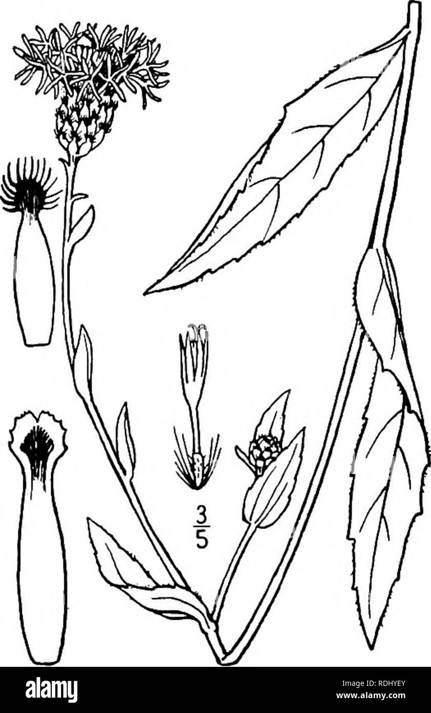 . An illustrated flora of the northern United States, Canada and the British possessions, from Newfoundland to the parallel of the southern boundary of Virginia, and from the Atlantic Ocean westward to the 102d meridian. Botany; Botany. 6. Centaurea maculosa Lam. Spotted Knap- weed. Fig. 4661. C. maculosa Lam. Encycl. 1: 669. 1783. Annual or biennial, loosely floccose-pubescent or glabrate, usually much branched, 2°-3° high, the stiff branches ascending. Leaves pinnatifid into linear segments, or the upper linear and entire, the lower up to 3' long; heads peduncled, about 10&quot; broad; invol Stock Photo