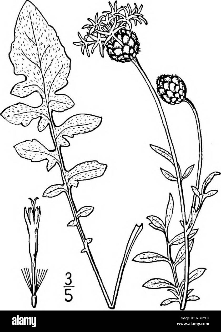 . An illustrated flora of the northern United States, Canada and the British possessions, from Newfoundland to the parallel of the southern boundary of Virginia, and from the Atlantic Ocean westward to the 102d meridian. Botany; Botany. 55S COMPOSITAE. Vol. III.. 4. Centaurea Scabiosa L. Greater Centaury. C. Scabiosa L. Sp. PI. 913. 1753. Scabious Knapweed. Fig. 4659. Slightly pubescent or villous, perennial; stem simple or branched, about 2° high. Leaves all pinnatifid, the lower and basal ones petioled, often 6' long, the upper sessile and much smaller; heads about 2' broad, on bracted pedun Stock Photo