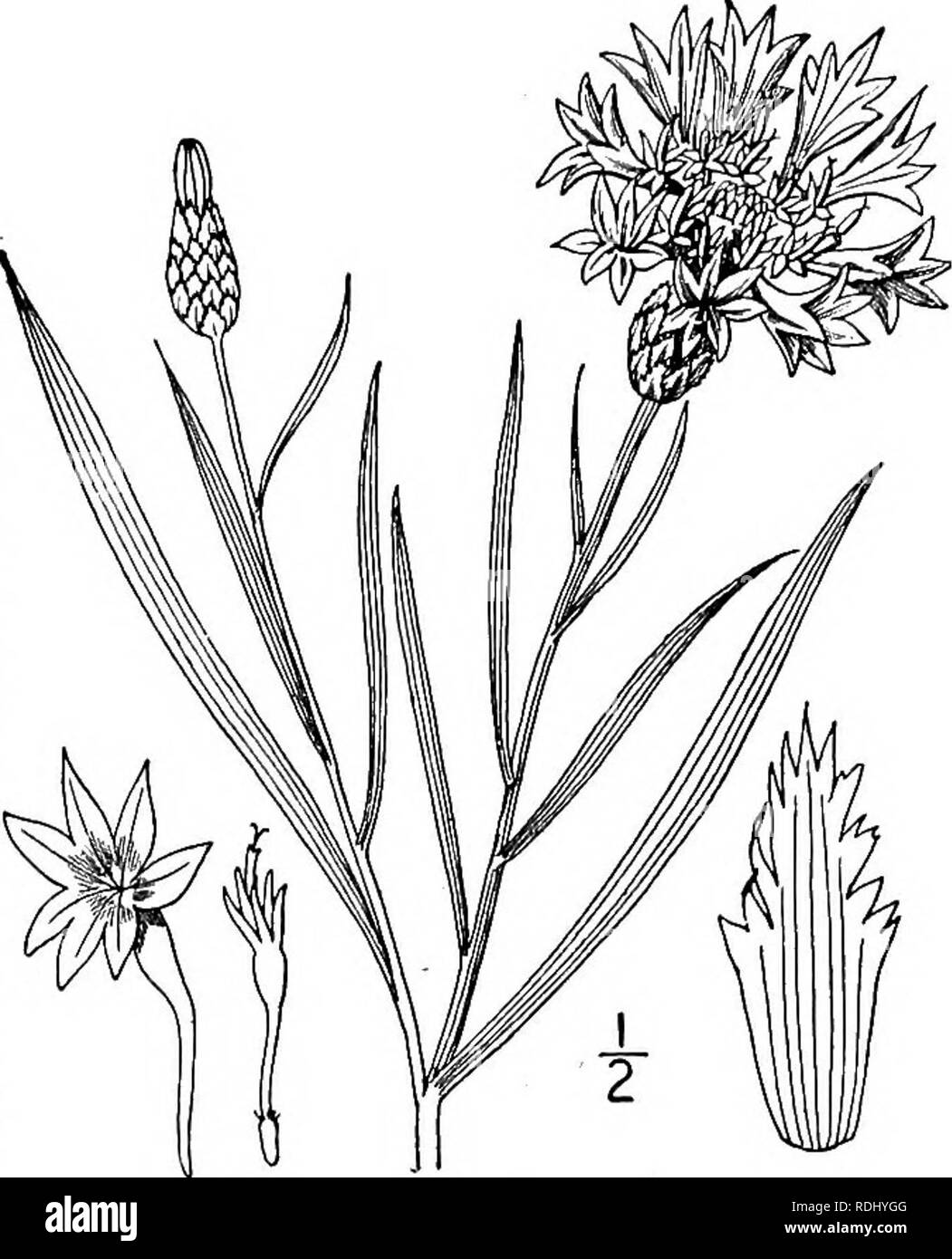 . An illustrated flora of the northern United States, Canada and the British possessions, from Newfoundland to the parallel of the southern boundary of Virginia, and from the Atlantic Ocean westward to the 102d meridian. Botany; Botany. Genus 108. THISTLE FAMILY. 557 i. Centaurea Cyanus L. Blue-bottle. Corn Blue-bottle. Corn-flower. Fig. 4656. Cen'aurea Cyanus L. Sp. PI. 911. 1753. Annual, woolly, at least when young; stem leafy, slender, branched, i°-2$° high, the branches ascending. Leaves linear or linear-lanceolate, mucronate, 3'-6' long, the basal and lower ones mostly remotely dentate, t Stock Photo