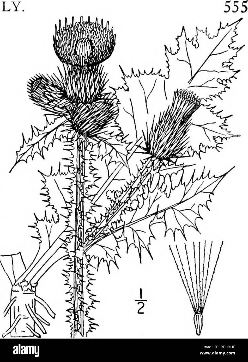 . An illustrated flora of the northern United States, Canada and the British possessions, from Newfoundland to the parallel of the southern boundary of Virginia, and from the Atlantic Ocean westward to the 102d meridian. Botany; Botany. Genus 105. THISTLE FAMILY 2. Carduus crispus L. Curled Thistle. Welted Thistle. Fig. 4653. Carduus crispus L. Sp. PI. 821. 1753. Biennial, somewhat tomentose; stem much branch- ed, densely prickly, 2°-4° high. Leaves lanceolate in outline, with undulate and ciliate-spiny margins, all sinuate-pinnatifid into broad, 3-lobed, toothed segments, the teeth prickle-po Stock Photo