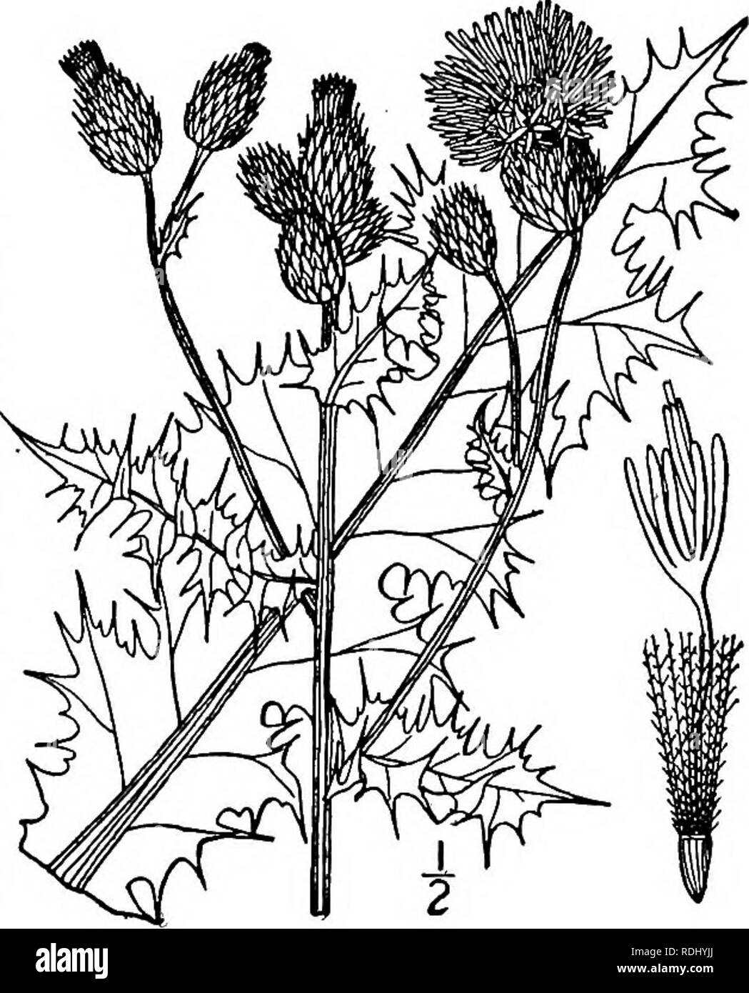 . An illustrated flora of the northern United States, Canada and the British possessions, from Newfoundland to the parallel of the southern boundary of Virginia, and from the Atlantic Ocean westward to the 102d meridian. Botany; Botany. 15. Cirsium arvense (L.) Scop Serratula arvensis L. Sp. PI. 820. 1753. Cirsium arvense Scop. Fl. Cam. Ed. 2, 2: 126. I773- Carduus arvensis Robs. Brit. Fl. 163. 1777- Cnicus arvensis Hoffm. Deutsch. Fl. Ed. 2, 1: Part. 2, 130. 1804. Perennial by horizontal rootstocks, forming patches, nearly glabrous, or the leaves sometimes woolly be- neath; stems striate, i°- Stock Photo