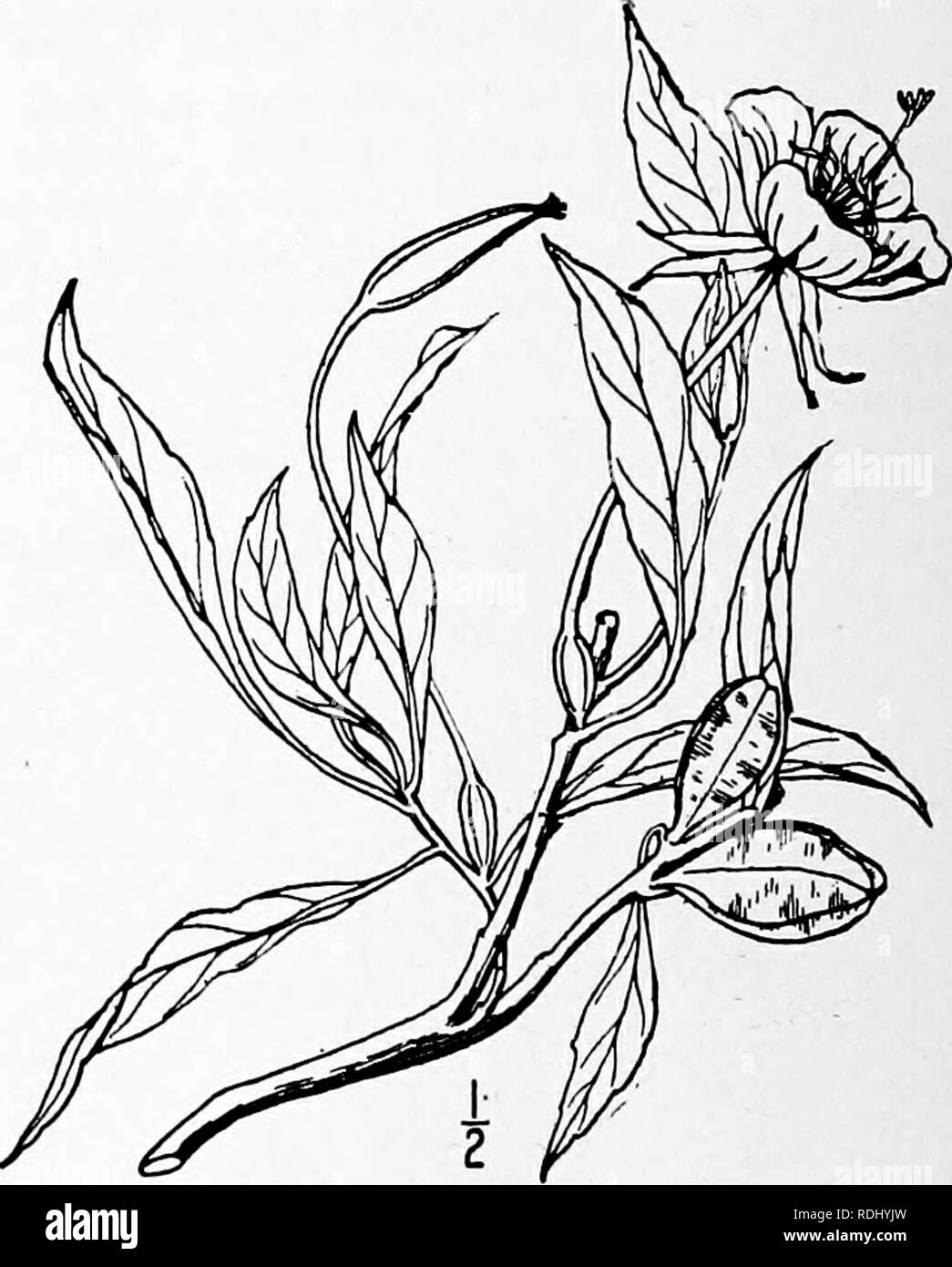 . An illustrated flora of the northern United States, Canada and the British possessions, from Newfoundland to the parallel of the southern boundary of Virginia, and from the Atlantic Ocean westward to the 102d meridian. Botany; Botany. Oenothera Fremontii S. Wats. Proc. Am Acad 8: 587. 1873. Megapterium Fremontii Britton, Mem. Torr. Club 5 : 236. 1894. Tufted, stems mostly simple, ascending, 2'-6' high, densely appressed-pubescent or canescent. Leaves linear-lanceolate to some- what oblanceolate, acuminate at the apex, narrowed at the base into a slender petiole, entire or very nearly so, sil Stock Photo