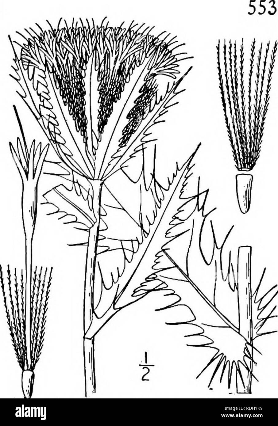 . An illustrated flora of the northern United States, Canada and the British possessions, from Newfoundland to the parallel of the southern boundary of Virginia, and from the Atlantic Ocean westward to the 102d meridian. Botany; Botany. Genus 104. THISTLE FAMILY Yellow Thistle.. 13. Cirsium horridulum Michx. Fig., 4648. Carduus spinosissimus Walt. Fl. Car. 194. 1788. Not Cir- sium spinosissimum (L.) Scop. Cirsium horridulum Michx. Fl. Bor. Am. 2: 90. 1803. Cnicus horridulus Pursh, Fl. Am. Sept. 507. 1814. Biennial or perennial, somewhat woolly when young, but becoming glabrate; stem branched,  Stock Photo