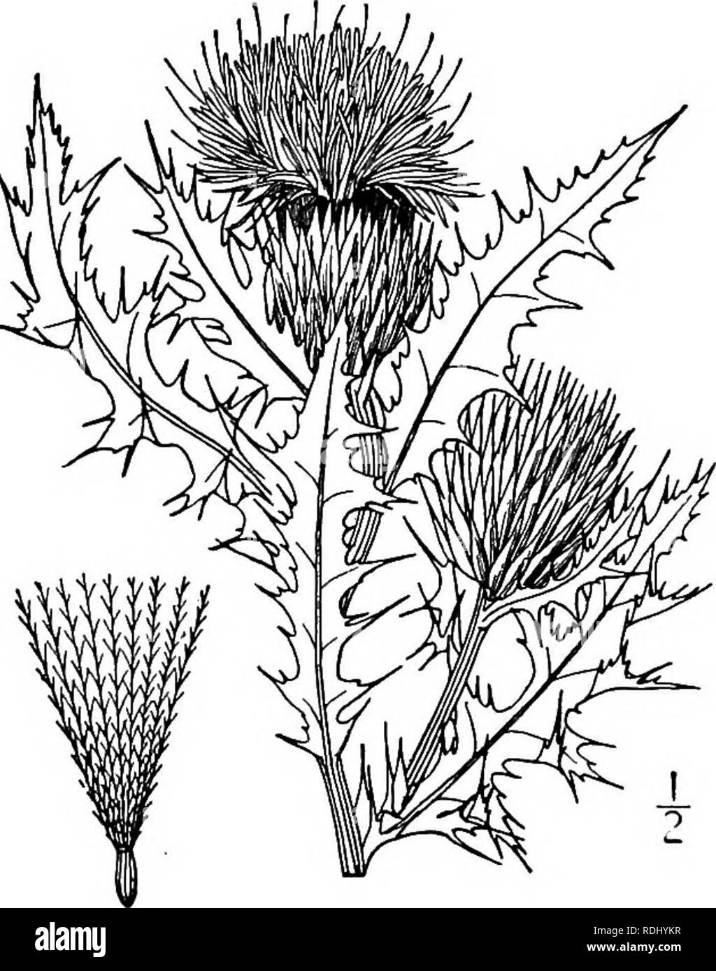 . An illustrated flora of the northern United States, Canada and the British possessions, from Newfoundland to the parallel of the southern boundary of Virginia, and from the Atlantic Ocean westward to the 102d meridian. Botany; Botany. COMPOSITAE. Vol. III. 10. Cirsium nebraskense Britton. Nebraska Thistle. Fig. 4645. Carduus nebraskensis Britton, in Britt. &amp; Brown, 111. Fl. 3:487. 1898. Stem densely white-woolly, apparently over i° high. Leaves linear-oblong to lanceolate, white-woolly be- neath, green and sparingly loosely woolly above, ir- regularly slightly toothed or entire, the uppe Stock Photo