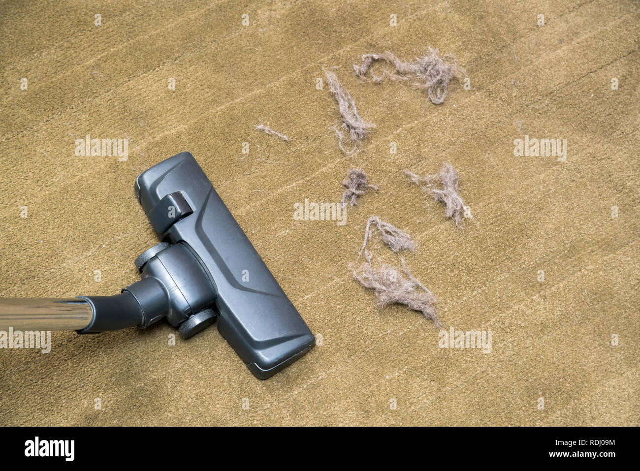 Dark head of a modern vacuum cleaner being used while vacuuming a rug. Cleaning service concept. Process of hoovering carpet with vacuum cleaner Stock Photo