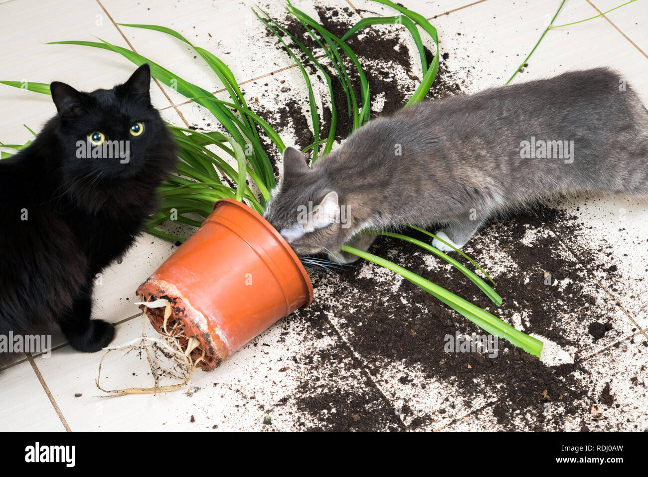 Black cat dropped and broke flower pot with green plant on the kitchen