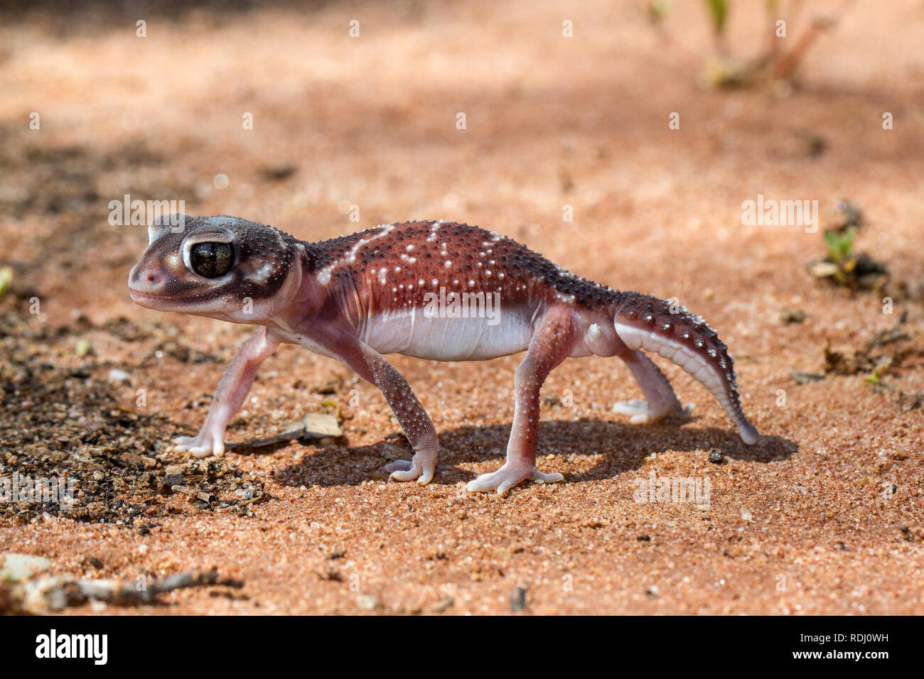 Smooth Knob-tailed Gecko Stock Photo
