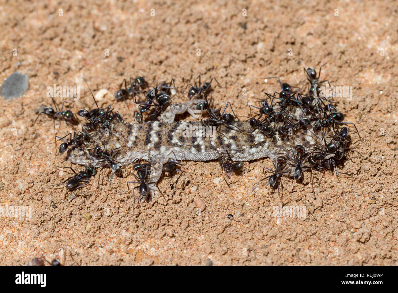 Meat Ants feeding on dead gecko Stock Photo Alamy