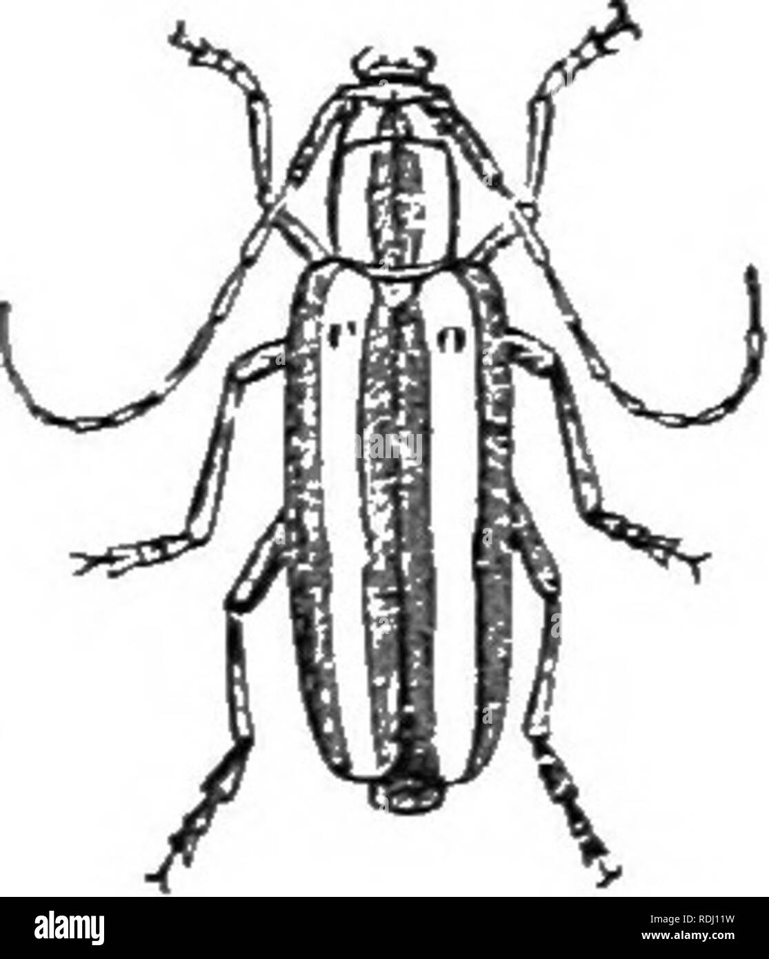 . An illustrated descriptive catalogue of the coleoptera or beetles (exclusive of the Rhynchophora) known to occur in Indiana : with bibliography and descriptions of new species . Beetles. TUB iAi.NG-IlOKNKD WUOD-BORIXG BEETLES. IHST the borers, -svith possible recourse to the use of repellant washes, is about all that can be done and in the majority of instances should afford considerable protection. In one specimen from Porter County the tips of elytra are acute and divaricate. S. Candida Fab. (Fifr. 470), length 15-20 mm., has the same range as mocsia. Its larva is known as the &quot;apple  Stock Photo