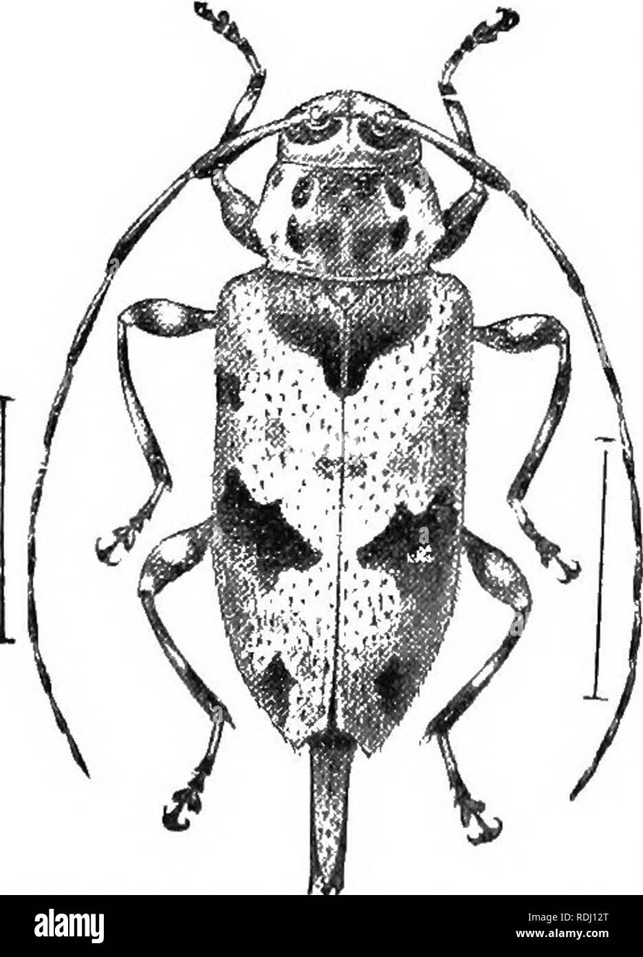 . An illustrated descriptive catalogue of the coleoptera or beetles (exclusive of the Rhynchophora) known to occur in Indiana : with bibliography and descriptions of new species . Beetles. ]()7,S FAMILY LII.âCBRAMBVCID&gt;3S. distinctly fringed beneath; first joint of hind tarsi as long as the three following united. Two of the three recognized species have been taken in the State. 1994 (6440). Hyperplatys aspebsus Say, Journ. Phil. Acad. Nat. Sci., Ill, 1824, 330; ibid. II, 187. Elongate, slender. Reddish-brown, densely clothed with grayisli pubes- cence; thorax with four small, round, black  Stock Photo