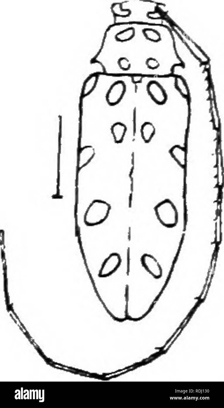 . An illustrated descriptive catalogue of the coleoptera or beetles (exclusive of the Rhynchophora) known to occur in Indiana : with bibliography and descriptions of new species . Beetles. and 'leatrn from elm and oak. hickory and bittternut. sigrmtus; b, of L. querci; J^reeds in oak **' Â°^ ^- Z'^^&quot;*- (After Horn.) 1992 ((;4;&gt;s). Leptubges facetis Say, Journ. Phil. Acad. Nat. Sci., Y. lS2r,. â 271 : Ibid. II. 52'.). Elongate-oblong. Black; elytra each with a broad, oblique, L-sha])eÂ«l whitish mark extending from humerus inward to suture, thence outward nearly to side margin, and a wh Stock Photo